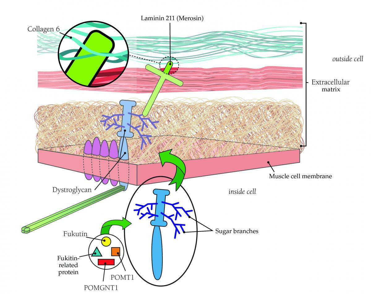 Many forms of congenital muscular dystrophy stem from loss of firm connections between muscle fibers and their surroundings (extracellular matrix). To see more about the extracellular matrix, see Types of CMD.