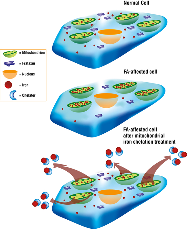 In FA, a deficiency of the frataxin protein changes the way the body regulates iron levels, leading to toxic levels of iron in the cellular “energy factors” called mitochondria. Chelators designed to penetrate the mitochondria target the iron accumulation and remove it.