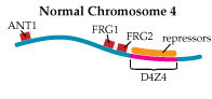 Normally, D4Z4 may act as a “landing pad” for repressors that shut down nearby gene activity.